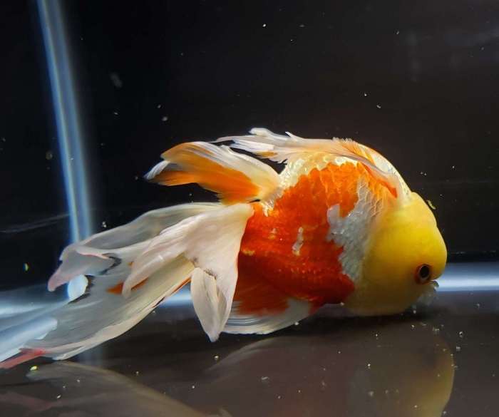 What’s the Connection Between Genetics and Swim Bladder Malformation